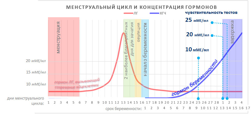 Тесты на беременность - как ЭТО работает